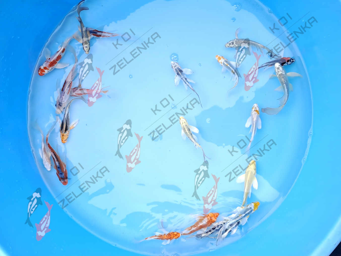Koi - Long Fin mix